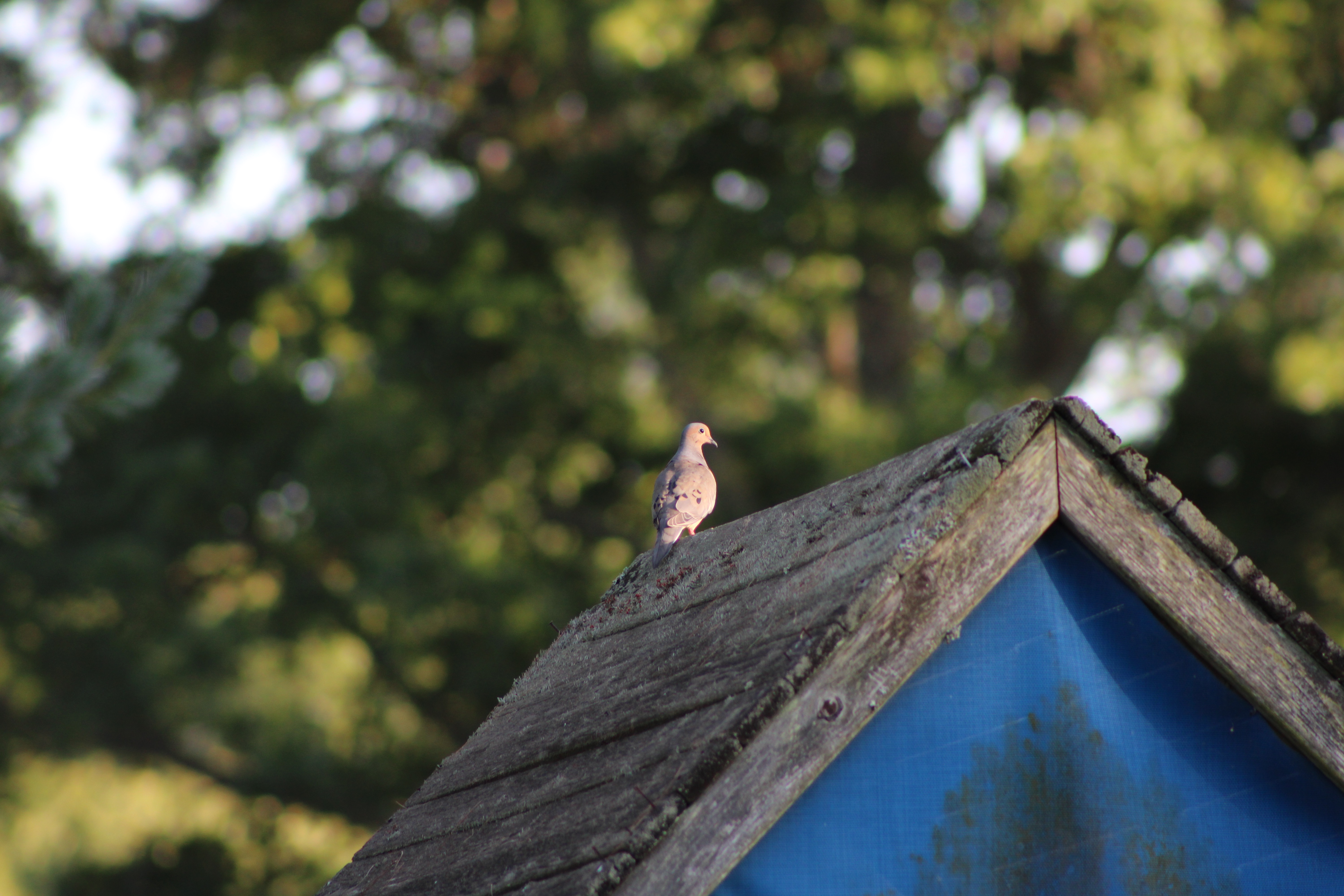 Mourning Dove on Playhouse